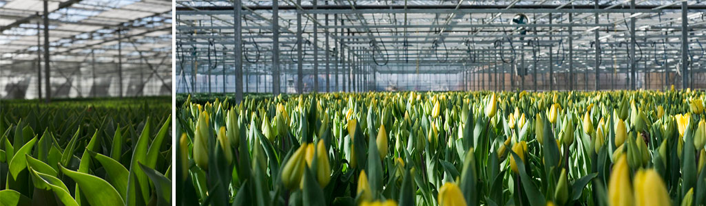 Produkcja tulipanów - BOTANIA