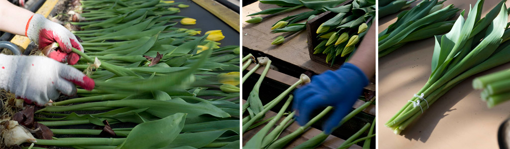 Produkcja tulipanów - BOTANIA